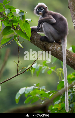 DUSKY or SPECTACLED LANGUR (Trachypithecus obscurus) Krabi province, southern Thailand. Stock Photo