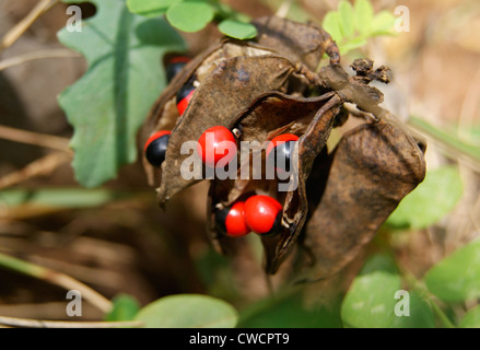 Circassian Seeds or Lucky Red Seeds or Manjadikuru with plant and leaf at Kerala from red sandalwood tree (Adenanthera pavonina) Stock Photo