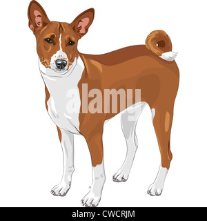 color sketch of the hunting dog Basenji breed Stock Photo