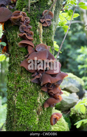 Jelly ear fungus on tree with moss Stock Photo