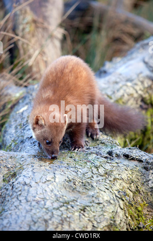 Pine Marten; Martes martes; Cairngorm; Scotland; UK Stock Photo