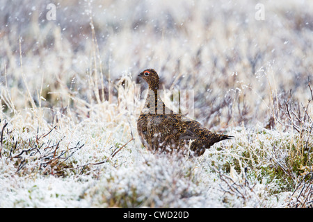 Red Grouse; Lagopus lagopus; in snow; Cairngorm; Scotland; UK Stock Photo