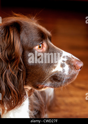 English Springer Spaniel, liver and white Stock Photo - Alamy