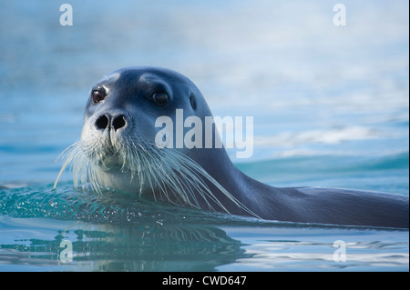 Bearded seal, Erignathus barbatus, Monaco glacier, Woodfjorden, Spitsbergen, Svalbard, Arctic Stock Photo