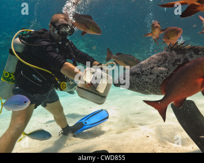 Scuba diving tourists feed a giant potato cod (Epinephelus tukula) on the Great Barrier Reef, Australia.