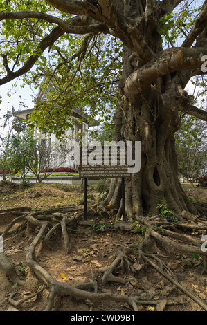 Vertical view of the 'Magic Tree' so called as music was played here to drown out victims moans, at Choeung Ek Killing Fields. Stock Photo