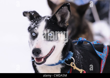 Dog sledding in northern Norway in Tamok Valley near Tromso. Stock Photo