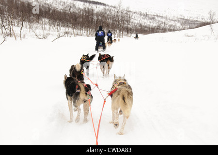 Dog sledding in northern Norway in Tamok Valley near Tromso. Stock Photo