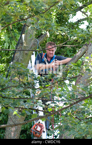 Tree surgeon up a tree putting in safety and protection before making a cut Stock Photo