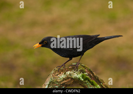 Blackbird perched on a lichen covered log. Stock Photo