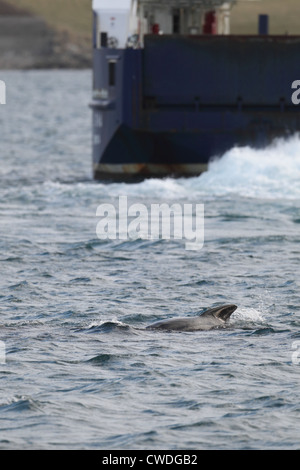 Long-finned Pilot Whale Globicephala melas Lerwick Shetland Islands Scotland UK Stock Photo