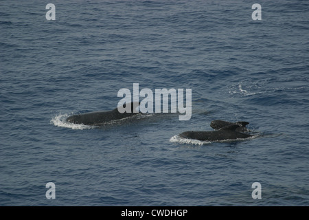 Long-finned Pilot Whales Globicephala melas Bay of Biscay Stock Photo