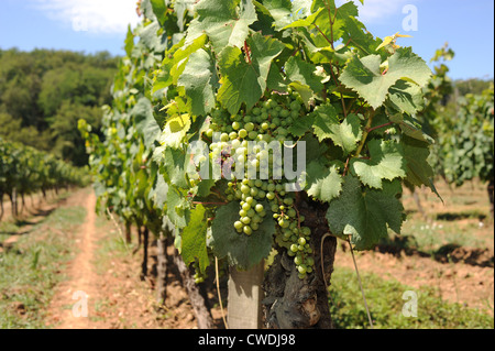 Vineyards producing the wine of Cahors in the Lot Region of South West France Europe Stock Photo