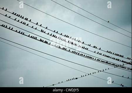 Birds on a wire. Stock Photo