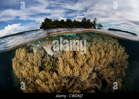 Soft leather coral colonies, Sarcophyton sp., grow close to the low tide line near a low lying limestone island in the Pacific. Stock Photo