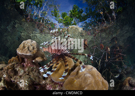 A lionfish, Pterois volitans, spreads its long pectoral fins out as it swims in shallow water near a mangrove forest. Stock Photo
