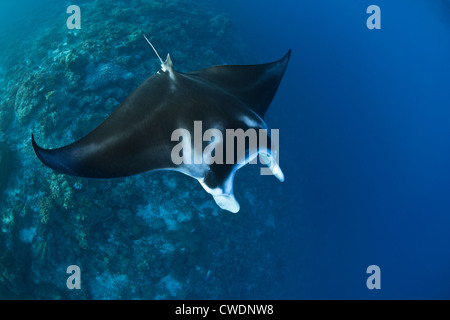 A small resident manta ray, Manta alfredi, cruises along the edge of a dropoff where it feeds on zooplankton. Stock Photo