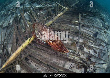 A Broadclub cuttlefish, Sepia latimanus, changes colors as it glides over a sandy bottom.  It is eating a fish. Stock Photo