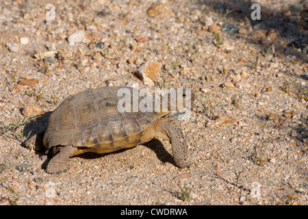 Agassiz's Desert Tortoise Gopherus agassizii Mohave Desert Preserve, California, United States 15 May Adult Testudinidae Stock Photo