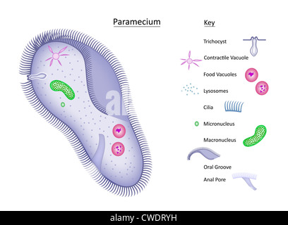 Colorful vector illustration of single-celled paramecium with clearly ...