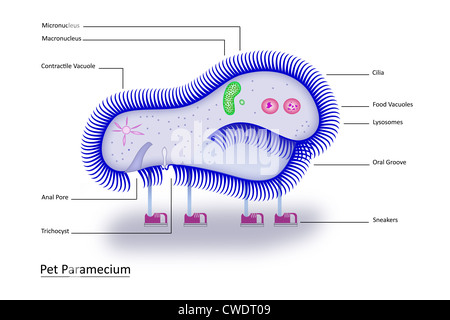Colorful vector illustration of a single-celled Pet Paramecium with clearly labeled structures to make learning fun! Stock Photo