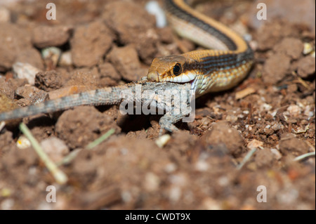 Western Patch-nosed Snake (Salvadora hexalepis) - on barrel cactus ...