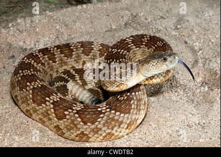 Western Rattlesnake Crotalus oreganus helleri Lake Isabella, California, United States 29 July Adult Stock Photo