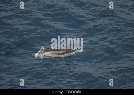 Striped Dolphin Stenella coeruleoalba Bay of Biscay Stock Photo