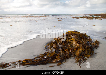 Sea weed washed up on a beach. Stock Photo