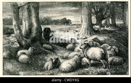 Elegy in a country churchyard by J D Watson. Flock of Sheep under the trees Stock Photo