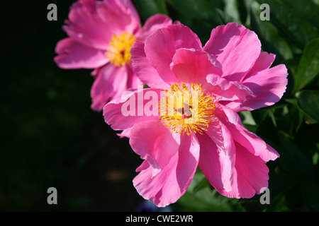 A single flowering garden peony in the spring garden. Stock Photo