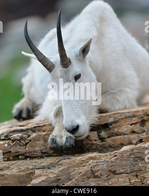 A mountain goat (Oreamus americanus) rests on a boulder, Western Montana Stock Photo