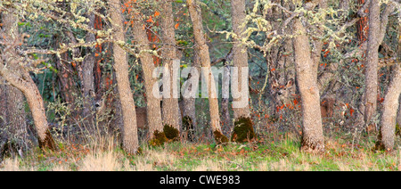 39,909.09502 Three 3 almost invisible mule deer hiding in a colorful deciduous oak tree forest at meadow's edge. Stock Photo