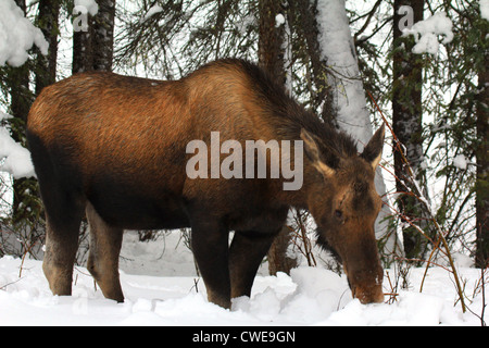 40,912.04259 Cow moose (Alces alces), a black and brown full-grown adult, browsing in the deep snow in a winter conifer forest. Stock Photo