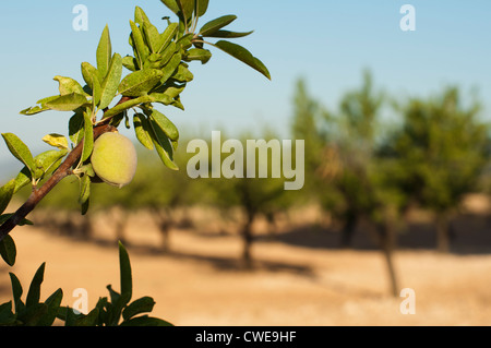 Almond fruit on the branch. Blue sky Stock Photo