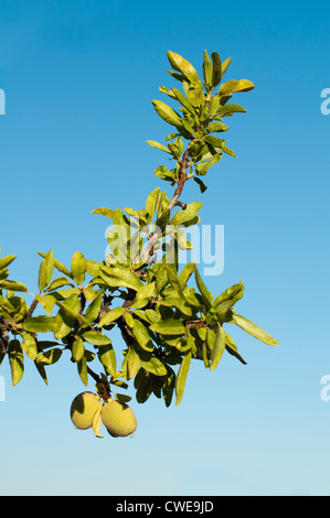 Almond fruit on the branch. Blue sky Stock Photo