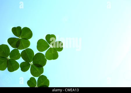 Bright Four Leaf Clover On Blue Gradient Background Stock Photo