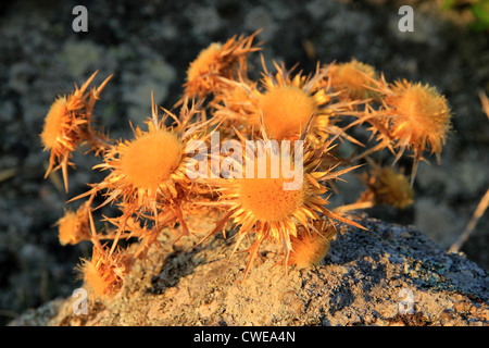 dried daisies on granite rocks, Sardinia, Italy Stock Photo