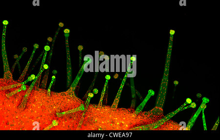 Trichomes leaf hairs tobacco plant hi-res stock photography and images