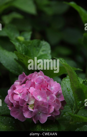 Pink hydrangea flowers in water drops on a blurred background Stock ...