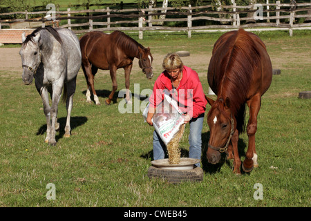 Görlsdorf, a woman feeding horses in the paddock Stock Photo