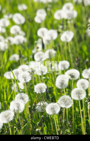 Dandelion seed heads, taraxacum officinale. Fjaerland, Sogndal, Sogn og Fjordane, Norway. Stock Photo