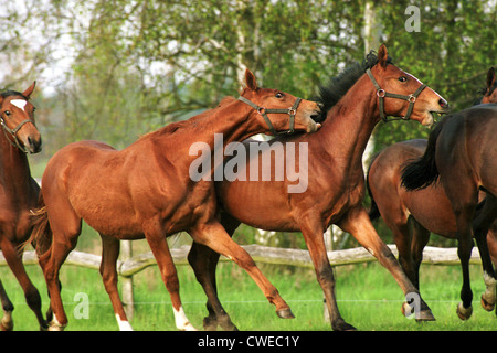 Görlsdorf, young stallions in the fight on the pasture Stock Photo