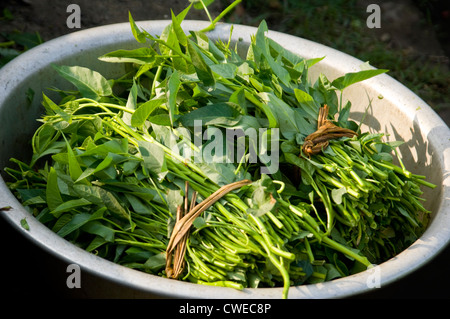 Horizontal close up of some freshly harvested rau muống, or water spinach, a common vegetable in Vietnam. Stock Photo