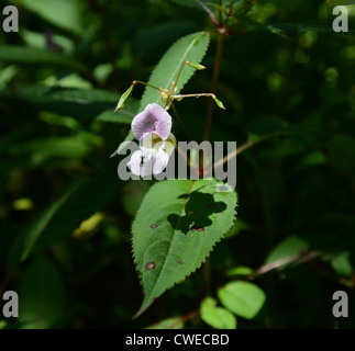 The Himalayan Balsam weed flower and seed heads Stock Photo