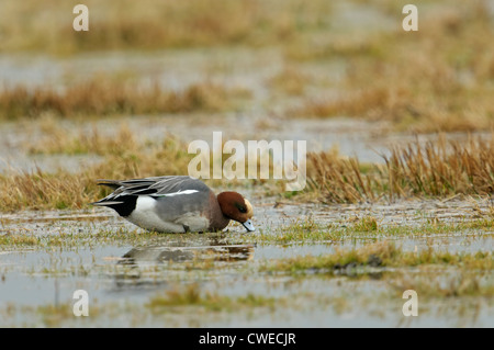 Eurasian wigeon (Anas penelope) drake feeding in freshwater marsh. Norfolk, England. March. Stock Photo
