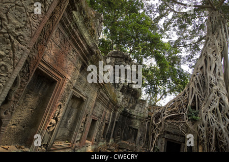 Horizontal view of a carved gallery wall at Ta Prohm or the Tomb Raider temple with a tree growing over the top at Angkor Thom Stock Photo