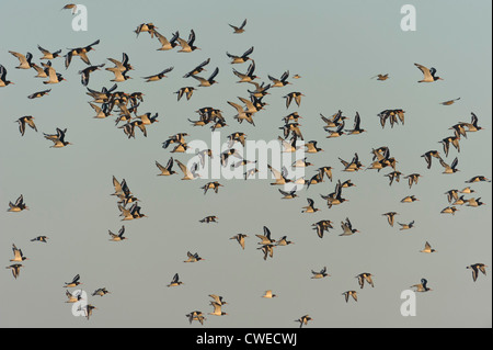 Flock of Eurasian oystercatchers (Haematopus ostralegus) flying to roost at high water on the Wash estuary. Norfolk. September. Stock Photo