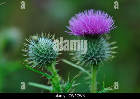 The flower head of a spear thistle UK Stock Photo