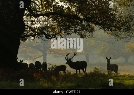 Red deer (Cervus elephas) stag and hinds in autumn at Richmond Park in Surrey. November. Stock Photo